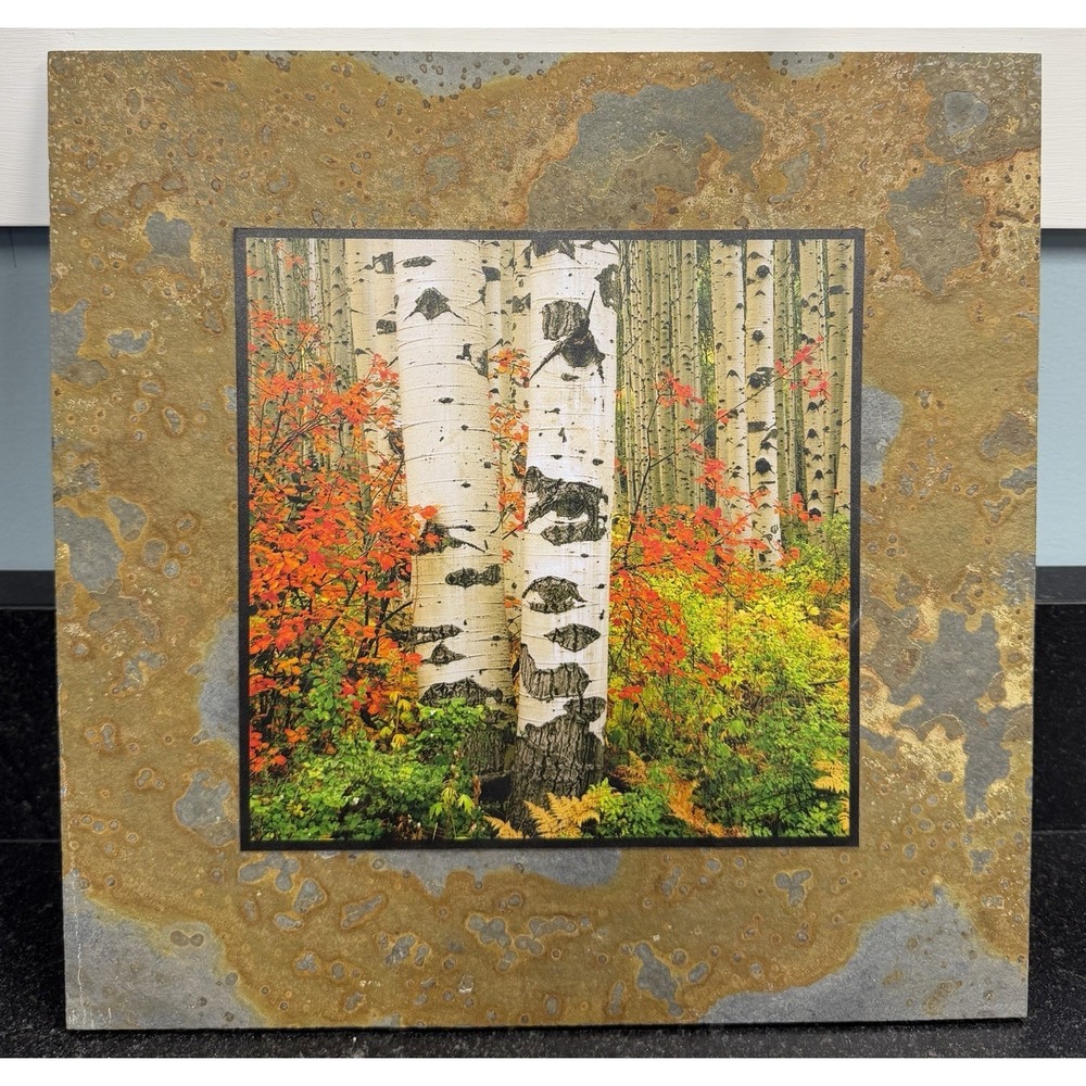 David L Clack Slate‎ Pics Birch Trees Fall Art 12"x12" Illustrated Light